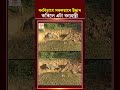 বন বিভাগৰ কৰ্মীৰ কামক শলাগ মুখ্যমন্ত্ৰী হিমন্ত বিশ্ব শৰ্মাৰ