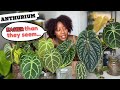 Anthurium Care + My Entire Anthurium Collection