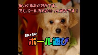 ボール遊びしてたはずが…。飼い主の悪ノリで…【トイプードルのレンくん】