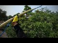 Pruning this huge Magnolia Tree