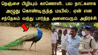 நீண்ட நாட்களாக அழுது கொண்டிருந்த மயில்..சந்தேகம் வந்து பார்த்த அனைவரும் அதிர்ச்சி | ninaivugal