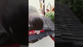 ボタンインコがゴミ箱倒す #shortsfeed