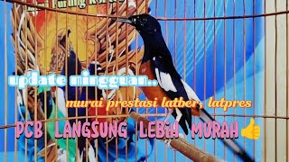 info murai galeri burung kontes, stock baru di jual fs \u0026 gratis ongkir