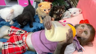 Smart Bim Bim helps dad take care of the little kittens