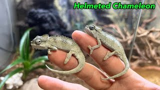 How to keep a small chameleon [Helmeted Chameleon]