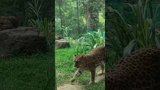 നോമ്പ് എടുത്ത് കൂടെ കൂട്ടിയിട്ട് പുറകെ നിന്ന് കുത്താൻ അല്ലേ നീ പഠിച്ചേ #funnyshorts 😂