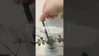 【植物】ドウダンツツジの枝を水に差してたら芽がでた！このあとどうするの？