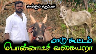 மாடு கூட்டம் பொன்னாட்சி வகையறா | ஜல்லிக்கட்டு மஞ்சுவிரட்டு | வாடிவாசல் |  வெளிவிரட்டு |Hello Madurai