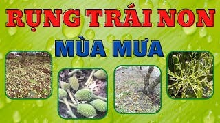 Rụng trái non trong mùa mưa | Ra hoa đậu trái ngay mưa | Biện pháp hạn chế rụng hoa trái