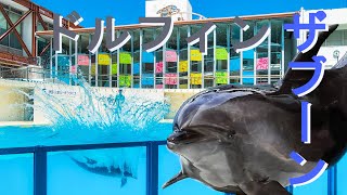 【伊豆・三津シーパラダイス】ドルフィンザブーン！／Dolphin Splash SHOW