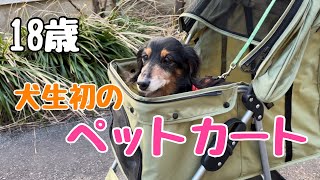 【老犬】犬生初のペットカート