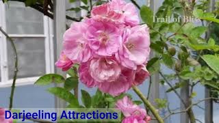 Flowers at Homes of Darjeeling and Mirik - Darjeeling Series