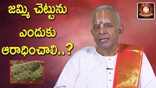 జమ్మి చెట్టును ఎందుకు ఆరాధించాలి ..? || Jammi Chettu Importance || Dr TKV Raghavan || TFC Spiritual