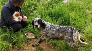 Abandoned mother dog struggling to feed her puppies and keep them safe.