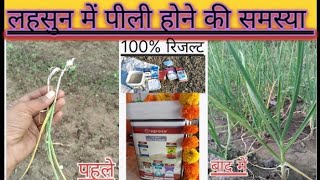 लहसुन में पीलापन और जड़  ग़लन के लिए क्या स्प्रे करें|lahsun me pilapan | #lahsun #agriculture #short