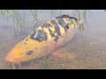 Amazing Hand Fishing Video - Traditional Little Boy Catching Fish By Hand