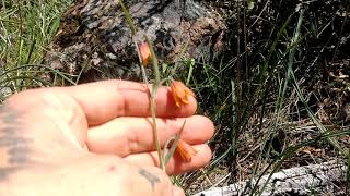 Fritillaria eastwoodiae