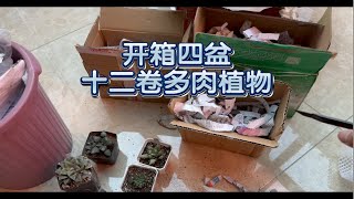 [瓦苇十二卷属]开箱30块的绿玻璃母本，点点寿杂白银，绿冰实生和樱心，难得的纯软叶开箱（笑）