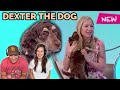 WILTY - Dexter the Dog REACTION