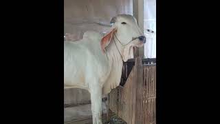 មេគោឡាយស្អាត,គោខ្មែរឡាយ, Khmer cow