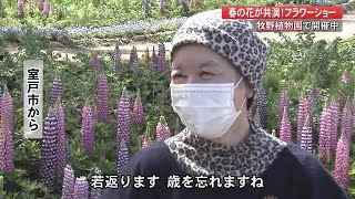 【高知】牧野植物園で春の花々が見頃「感動、感激ですね」生誕160年・牧野博士の等身大パネルも (22/03/28 17:00)