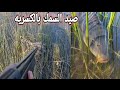 صيد سمك الكارب والبني  والخضيري والحذاف #هور الدلمج