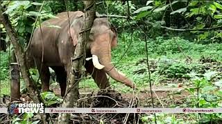 വരിക്കാശേരി മനയിൽ ആന പാപ്പാനെ കൊന്നു; ചികിൽസയിലുള്ള ആനയാണ് പാപ്പാനെ ആക്രമിച്ചത്