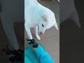 海中水族館シードーナツ 看板犬キナコはおもちゃに夢中！