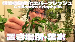 観葉植物#10「エバーフレッシュを育てるコツ」成田デシリットル