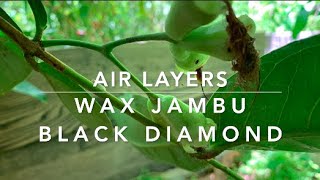 OUR BLACK DIAMOND WAX JAMBU AIR LAYERS!