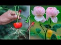 Secret too using tomato for success rooting result to growing a rose branch cutting||