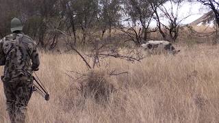 Wild Boar Encounter - Nick morton - Team Ozcut