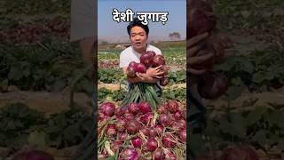 चीन वाले प्याज की खेती कैसे करते हैं?|china onion |#onion