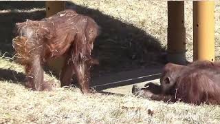 多摩動物公園 〜ジュリー、チェリア、キキ、ロキ〜 2024.2.13