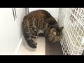 【かわいい猫動画】すぐおもちゃに飽きてしまう猫のその後