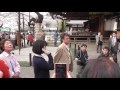 東京の桜　開花状況（靖国神社、千鳥ケ淵）　2016年3月31日午後　東京の桜の満開発表 flowering situation of cherry trees tokyo