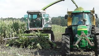 Chopping corn with Claas Jaguar!