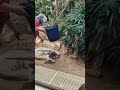 Cuban Iguanas from Prague Zoo