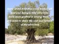 The *Olive Tree*  (Song by Zemer Levav)