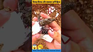 ডিমের ভিতর একি ভয়ানক প্রাণী ছিল😱eggs tools item \u0026 crocodile facts #shorts #youtubeshorts #short