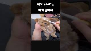 잠이 쏟아지는 아기 강아지