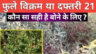 फुले विक्रम और दफ्तर 21 की संपूर्ण जानकारी|dafdari 21 chane ki variety|chana seeds full information|