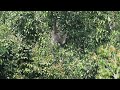 pileated gibbon khao yai