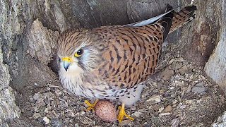 Kestrel Lays Egg then Proudly Claims It #Shorts