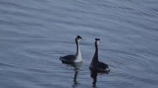 カンムリカイツブリ　求愛ダンス