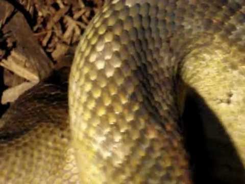 Testing Moluccan Scrub Python Eating Quail Youtube