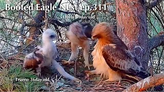 ep.311🦤Booted Eagle Nest／TODOS los Secretos Pollos Águila calzada @DIRECTO NATURA