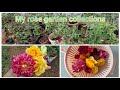 My rose collections!!! Most awaited video!!!!#rose #homegarden