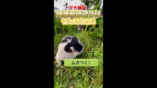 【猫の口喧嘩】にゃんトーク《アプリ》で翻訳してみた【ガチ検証】#shorts