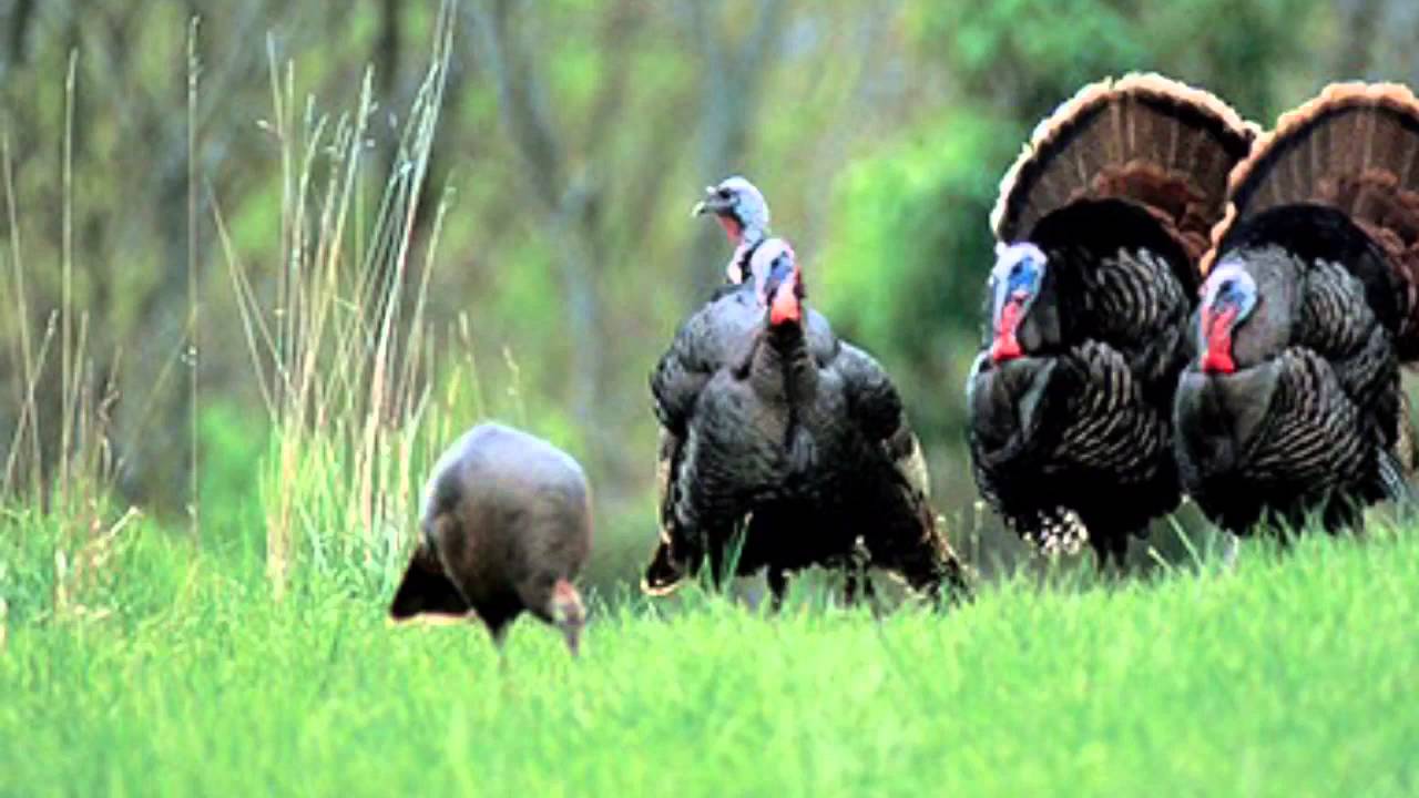 First Turkey Hunt Youtube